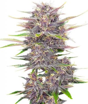 banana purple punch.jpg