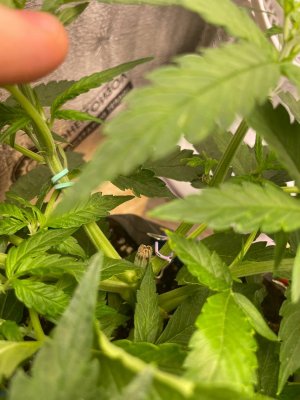 срез ствола.jpg