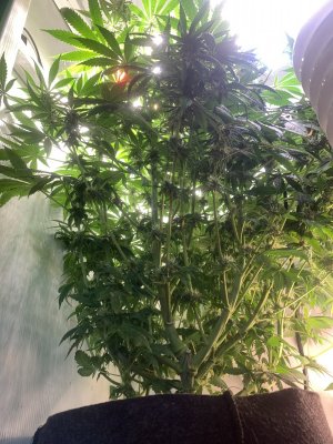 IMG_0789.jpeg IMG_0789.jpeg