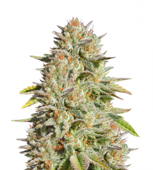 1712000471271.png 1712000471271.png