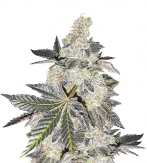 1712000481131.png 1712000481131.png