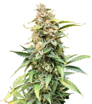 1712000495348.png 1712000495348.png