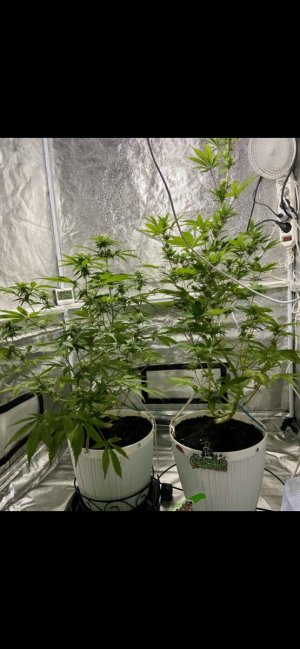 51 день (22.03.24).jpg