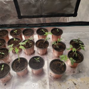 IMG20240402101700.jpg IMG20240402101700.jpg