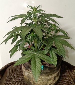 IMG_20240403_073841.jpg IMG_20240403_073841.jpg