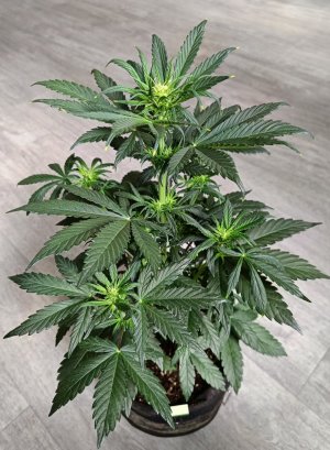 29CEC05B-AC87-4C74-AFA7-4DFC6B535CC9.jpeg 29CEC05B-AC87-4C74-AFA7-4DFC6B535CC9.jpeg