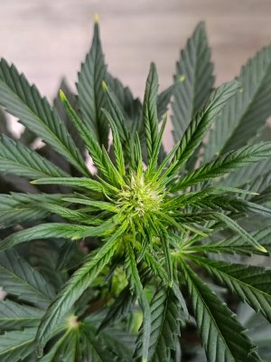 96C5701A-4E2F-4871-AE89-A62571FEDDD5.jpeg 96C5701A-4E2F-4871-AE89-A62571FEDDD5.jpeg