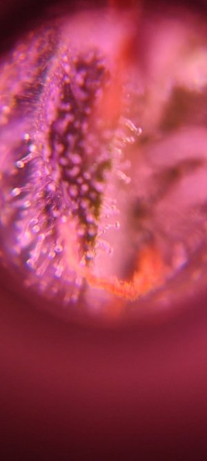 WhatsApp Image 2024-04-07 at 20.01.13.jpeg