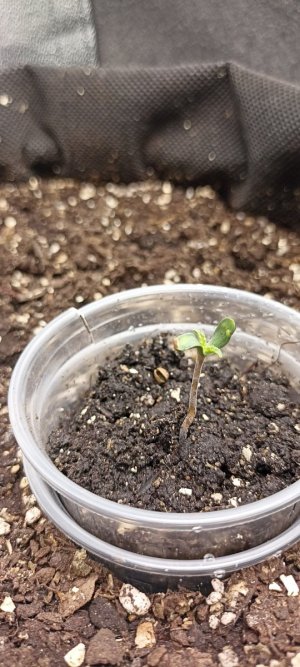 IMG_20240408_121639.jpg IMG_20240408_121639.jpg