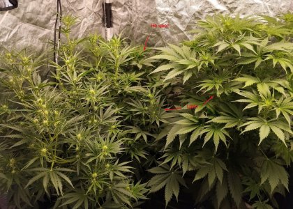 BBtrio1.jpg BBtrio1.jpg