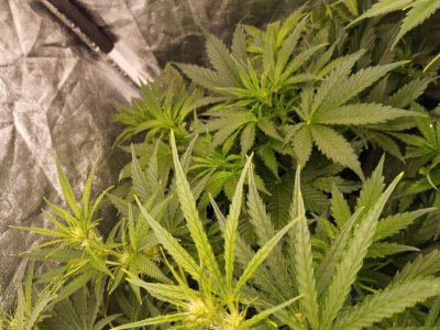 BBtrio2.jpg BBtrio2.jpg