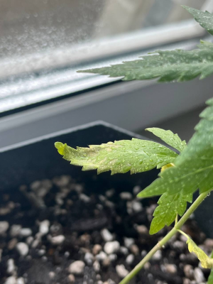 1712605527415.png 1712605527415.png