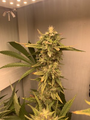 IMG_0894.jpeg IMG_0894.jpeg