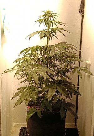 IMG_20240410_230947.jpg IMG_20240410_230947.jpg