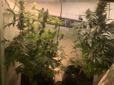 IMG_0976.jpeg IMG_0976.jpeg