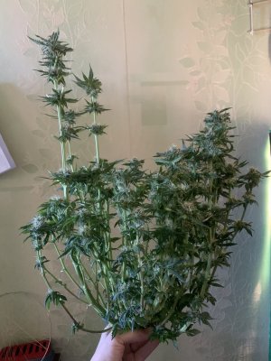 IMG_0982.jpeg IMG_0982.jpeg