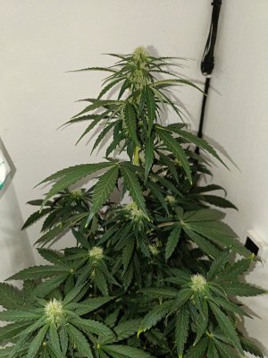 A60F2AB8-C830-4D0B-9DBC-A22FFD96B191.jpeg A60F2AB8-C830-4D0B-9DBC-A22FFD96B191.jpeg