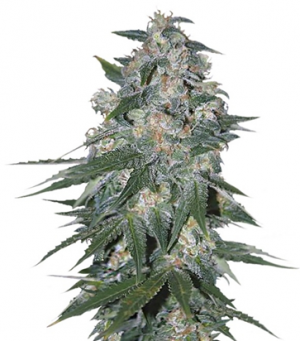 1713257485006.png 1713257485006.png