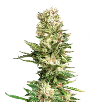 1713337734863.png 1713337734863.png