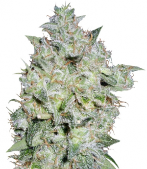 1713337740289.png 1713337740289.png