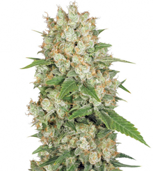 1713337744848.png 1713337744848.png