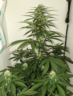 IMG_20240417_195141.jpg IMG_20240417_195141.jpg