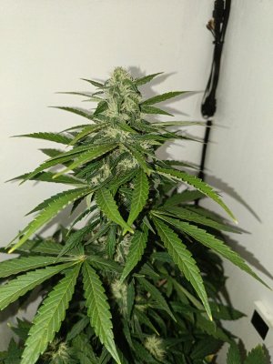 IMG20240421032439.jpg IMG20240421032439.jpg