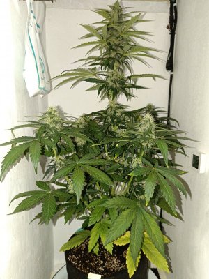 IMG_20240421_034544.jpg IMG_20240421_034544.jpg