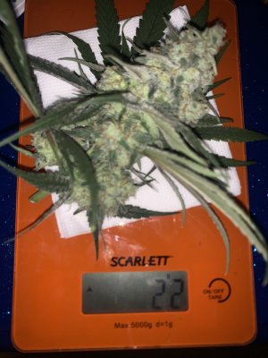 IMG_1026.jpeg IMG_1026.jpeg