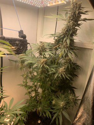 IMG_1081.jpeg IMG_1081.jpeg