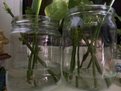 розы 🌹 палки дали корни розы 🌹 палки дали корни