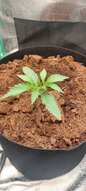 2024.04.18 - 10 день(250мл воды).jpg 2024.04.18 - 10 день(250мл воды).jpg