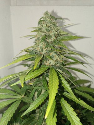 1714335891505.jpg 1714335891505.jpg