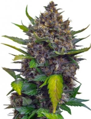 black cream.jpg black cream.jpg