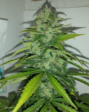 1AA9B663-895D-4279-B11E-E781A7658356.jpeg 1AA9B663-895D-4279-B11E-E781A7658356.jpeg