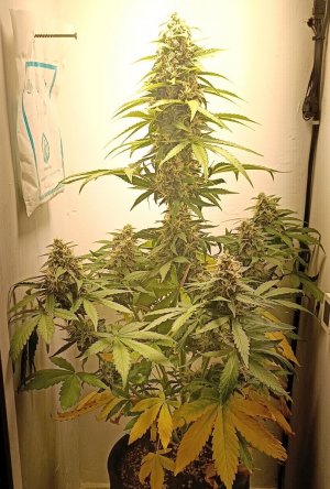 2809D867-D73E-4F40-8E6A-1FBA719F4FBA.jpeg 2809D867-D73E-4F40-8E6A-1FBA719F4FBA.jpeg