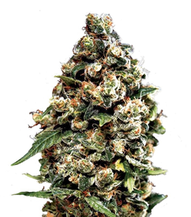 1714733032247.png 1714733032247.png