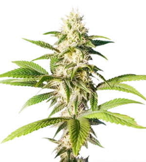 1714733040265.png 1714733040265.png