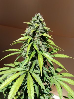 IMG_20240505_130727.jpg IMG_20240505_130727.jpg