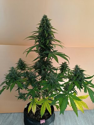 1714904596183.jpg 1714904596183.jpg