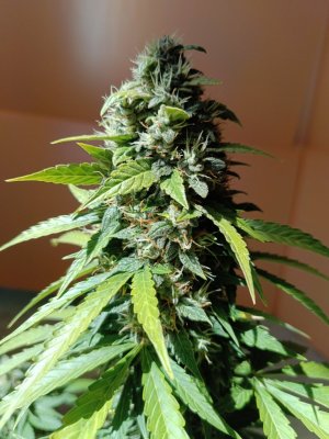 IMG_20240505_132640.jpg IMG_20240505_132640.jpg