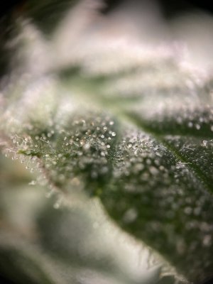 IMG_6737.jpeg IMG_6737.jpeg