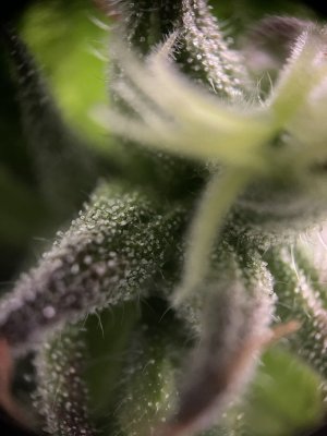 IMG_6744.jpeg IMG_6744.jpeg