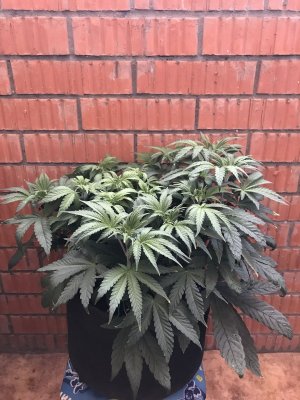 96422B24-E57D-4478-B971-1BC8959891F5.jpeg 96422B24-E57D-4478-B971-1BC8959891F5.jpeg