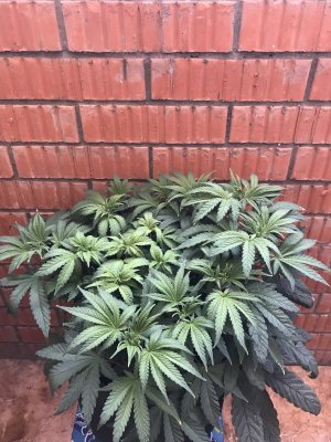 B65170BD-6F35-4900-99A0-C41D49538512.jpeg B65170BD-6F35-4900-99A0-C41D49538512.jpeg