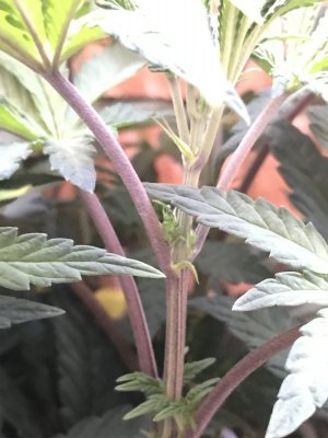 FD536791-7B5F-47FD-9102-5DE739034F51.jpeg FD536791-7B5F-47FD-9102-5DE739034F51.jpeg