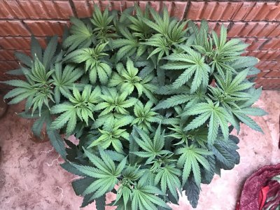 0F2B1D0A-37B4-4F33-A2FC-9117CCB3EAA6.jpeg 0F2B1D0A-37B4-4F33-A2FC-9117CCB3EAA6.jpeg