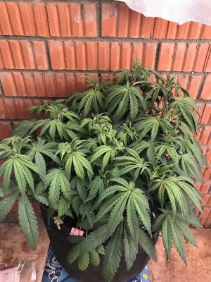 638F89D4-6EB1-4ED7-A686-18C420C7C3E8.jpeg 638F89D4-6EB1-4ED7-A686-18C420C7C3E8.jpeg