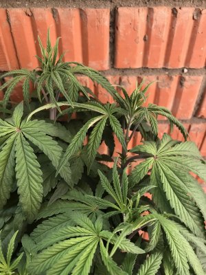 37DE539D-0DAC-4998-9310-E6FD65750C58.jpeg 37DE539D-0DAC-4998-9310-E6FD65750C58.jpeg