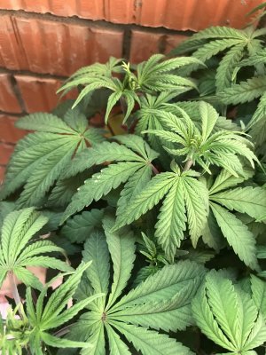 DB9147B2-136F-4EED-BACF-E764F368D58C.jpeg DB9147B2-136F-4EED-BACF-E764F368D58C.jpeg